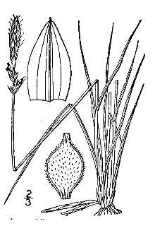 <i>Carex pensylvanica</i> Lam. var. glumabunda Peck