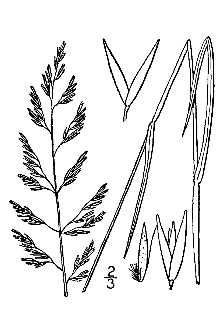 <i>Calamagrostis pickeringii</i> A. Gray var. debilis (Kearney) Fernald & Wiegand