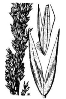 <i>Calamagrostis pickeringii</i> A. Gray var. debilis (Kearney) Fernald & Wiegand