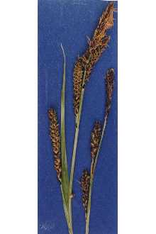 <i>Carex miserabilis</i> Mack.