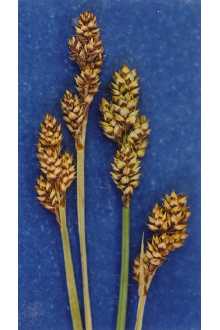 <i>Carex praeceptorium</i> Mack., orth. var.