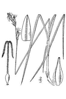 <i>Carex praticola</i> Rydb. var. subcoriacea F.J. Herm.
