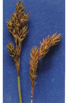 <i>Carex praticola</i> Rydb. var. subcoriacea F.J. Herm.