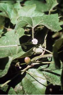 <i>Cayaponia boykinii</i> (Torr. & A. Gray) Cogn.