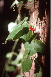 <i>Cayaponia grandifolia</i> (Torr. & A. Gray) Small