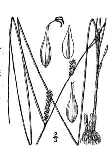 <i>Carex vesicaria</i> L. var. distenta Fr.