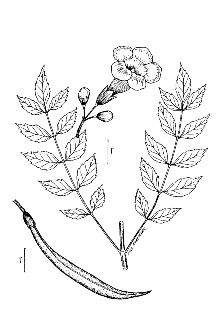 <i>Bignonia radicans</i> L.