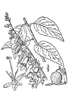 <i>Campanula rapunculoides</i> L. var. ucranica (Besser) K. Koch