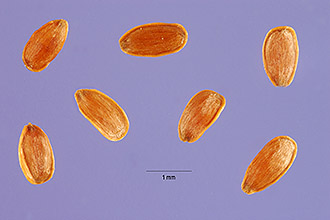 <i>Campanula rapunculoides</i> L. var. ucranica (Besser) K. Koch