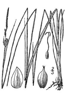 <i>Carex saxatilis</i> L. ssp. laxa (Trautv.) Kalela