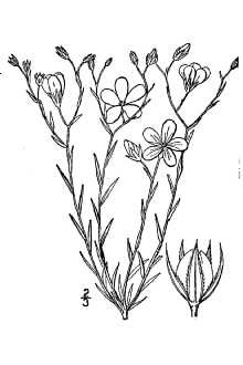 <i>Cathartolinum rigidum</i> (Pursh) Small