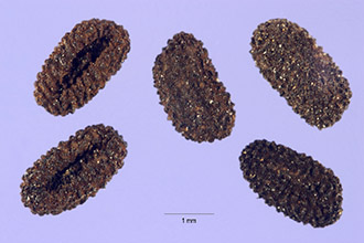 <i>Ammocallis rosea</i> (L.) Small