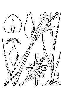 <i>Carex rosea</i> Schkuhr ex Willd. var. pusilla Peck & Howe