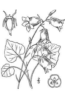 <i>Campanula rotundifolia</i> L. var. lancifolia Mert. & W.D.J. Koch