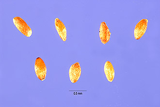 <i>Campanula rotundifolia</i> L. var. petiolata (A. DC.) J.K. Henry