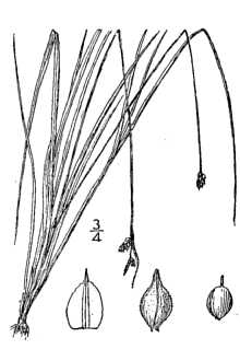 <i>Carex deflexa</i> Hornem. var. bootii L.H. Bailey