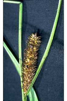 <i>Carex rostrata</i> Stokes var. ambigens Fernald