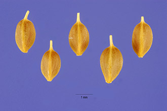 <i>Carex rostrata</i> Stokes var. ambigens Fernald