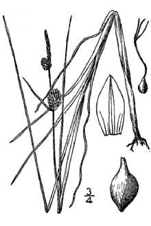 <i>Carex melozitnensis</i> A.E. Porsild