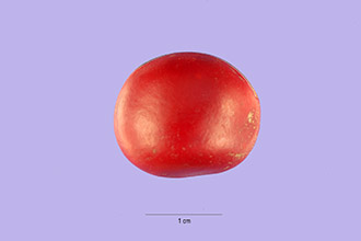 <i>Canavalia rusiosperma</i> Urb.