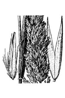 <i>Calamagrostis fasciculata</i> Kearney