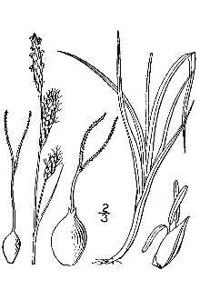 <i>Carex rotundata</i> Wahlenb. var. compacta (R. Br. ex Dewey) B. Boivin