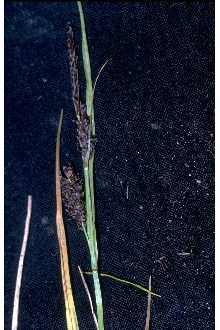 <i>Carex rhomalea</i> (Fernald) Mack.