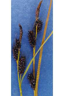 <i>Carex saxatilis</i> L. var. rhomalea Fernald