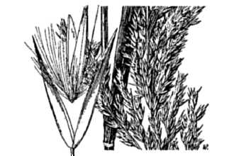 <i>Calamagrostis inexpansa</i> A. Gray var. robusta (Vasey) Stebbins