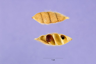 <i>Cantharospermum scarabaeoides</i> (L.) Baill.