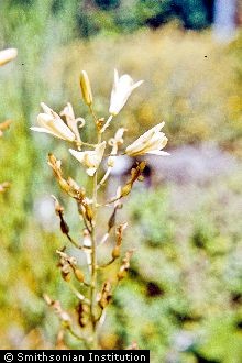 <i>Quamasia hyacinthina</i> (Raf.) Britton