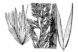 Ditch Reedgrass