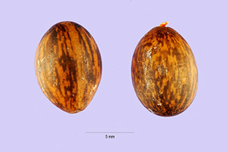 <i>Biancaea sepiaria</i> (Roxb.) Todaro