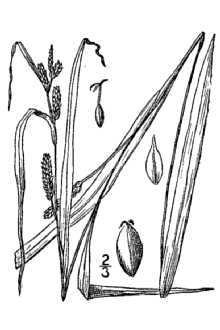 <i>Carex granularis</i> Muhl. ex Willd. var. granularis
