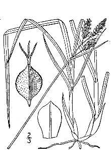 <i>Carex stylosa</i> C.A. Mey. var. nigritella (Drejer) Fernald