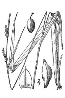 <i>Carex laxiflora</i> Lam. var. angustifolia Dewey