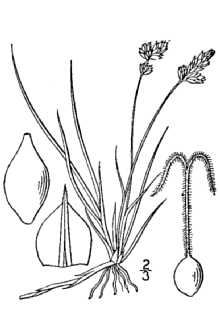 <i>Carex stenophylla</i> Wahlenb. var. enervis Kük.