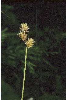 <i>Carex richii</i> (Fernald) Mack.