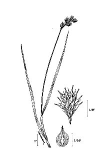 <i>Carex richii</i> (Fernald) Mack.