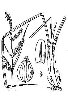 <i>Carex stricta</i> Lam. var. strictior (Dewey) Carey