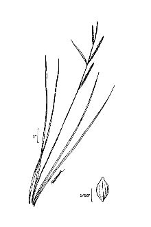 <i>Carex stricta</i> Lam. var. strictior (Dewey) Carey