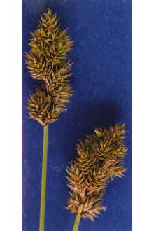 <i>Carex macloviana</i> d'Urv. ssp. subfusca (W. Boott) T. Koyama