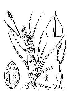 <i>Carex salina</i> Wahlenb. var. subspathacea (Wormsk. ex Hornem.) Tuck.