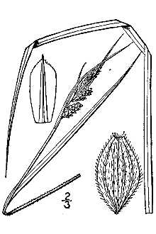 <i>Carex virescens</i> Muhl. ex Willd. var. swanii Fernald