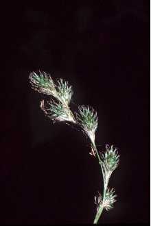 <i>Carex tenera</i> Dewey var. echinodes (Fernald) Wiegand