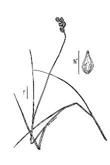 <i>Carex tenera</i> Dewey var. echinodes (Fernald) Wiegand