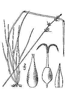 <i>Carex retroflexa</i> Muhl. ex Willd. var. texensis (Torr.) Fernald
