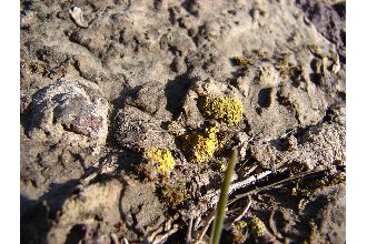 Tolmin's Orange Lichen