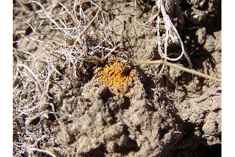 Tolmin's Orange Lichen