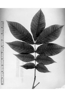<i>Carya tomentosa</i> (Lam.) Nutt. var. subcoriacea (Sarg.) Palmer & Steyerm.